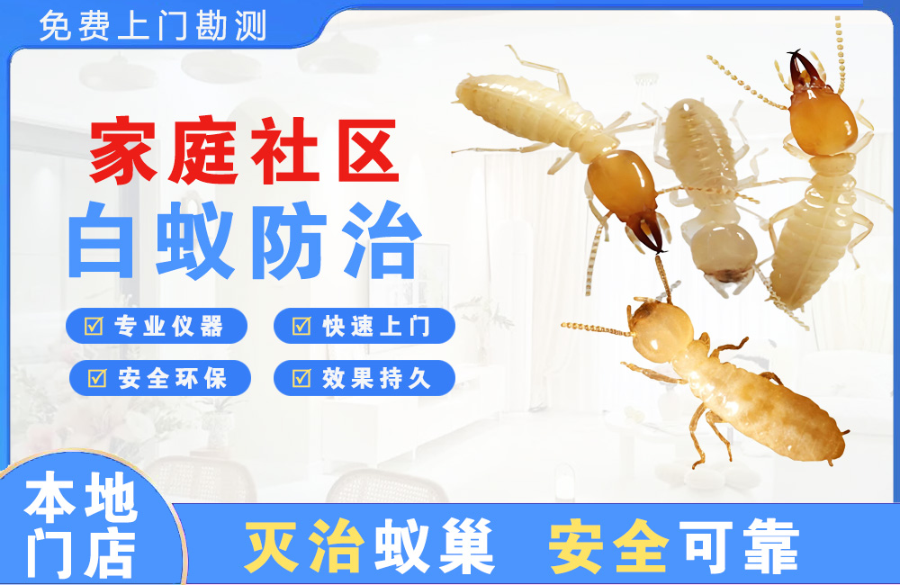 揭阳家庭社区白蚁防治