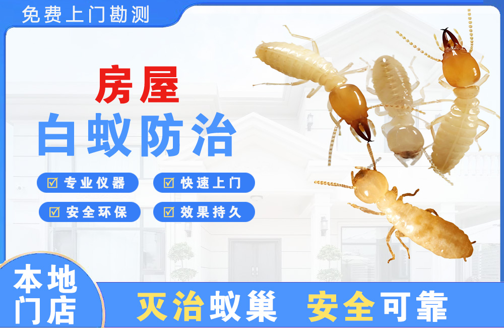 揭阳房屋白蚁防治